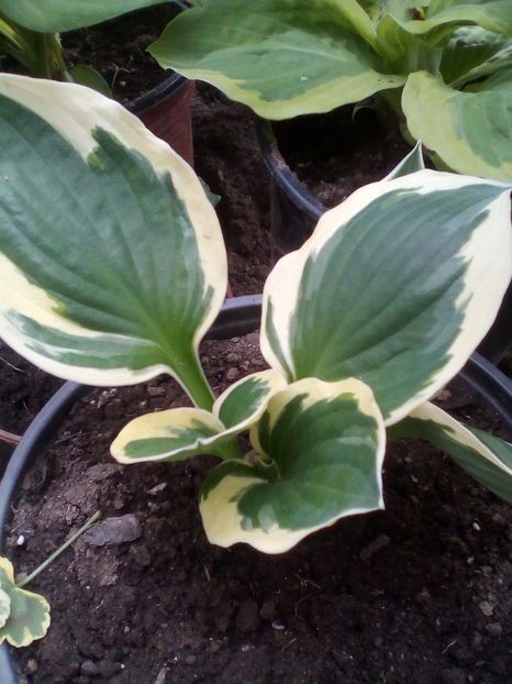 Hosta  francee - Disponibile