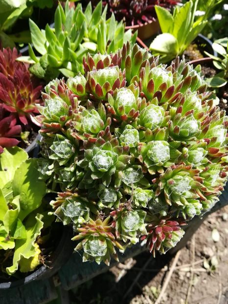 Sempervivum - Disponibile