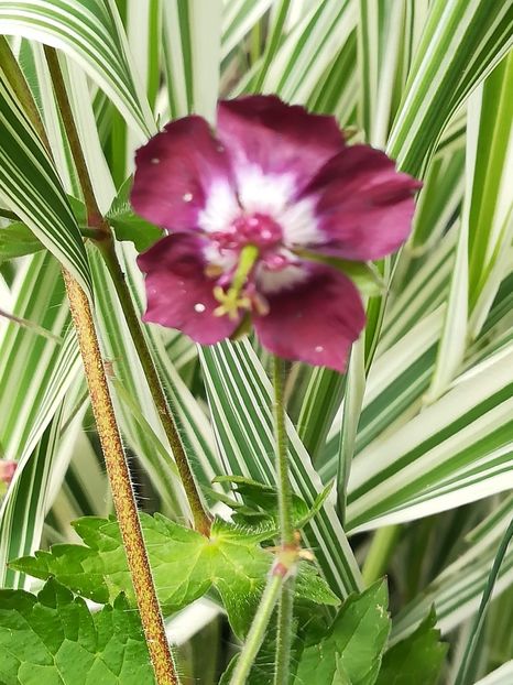 Geranium phaeum - Disponibile