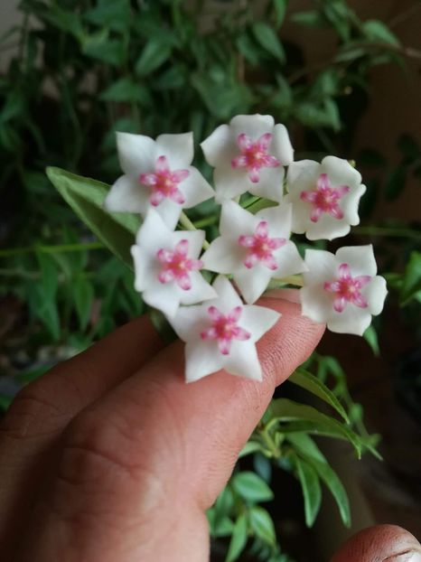 Floare Hoya bella - Disponibile
