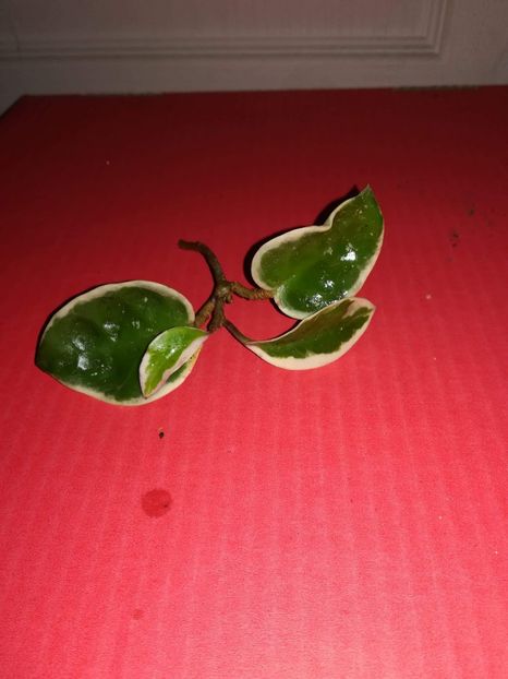 Crimson queen - Disponibile