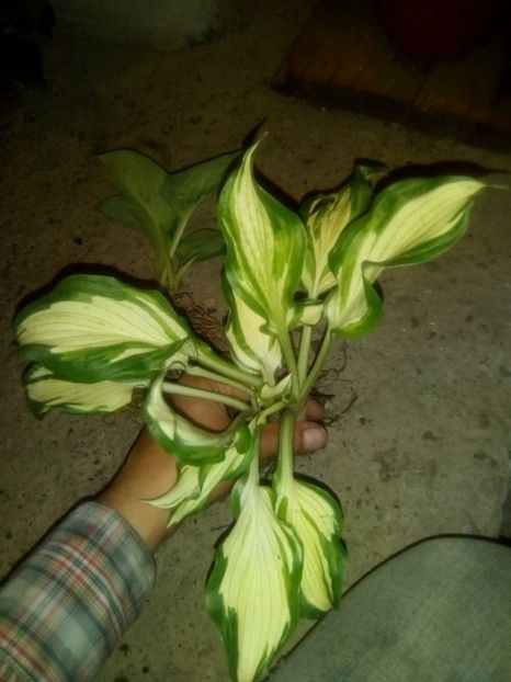 Undulata - Disponibile