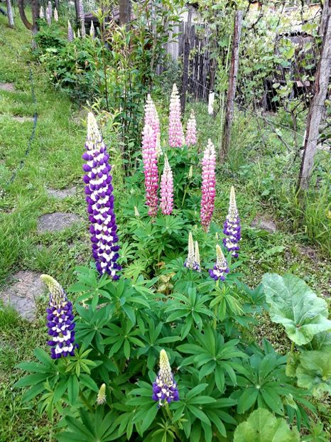  - AAAAA_LUPIN 2015_2017_2018_2019_2020
