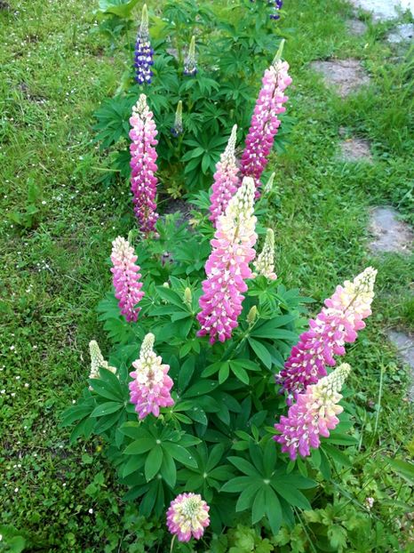  - AAAAA_LUPIN 2015_2017_2018_2019_2020