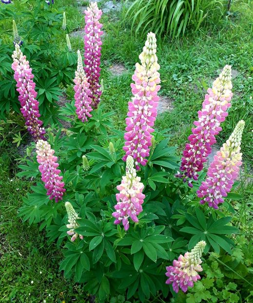  - AAAAA_LUPIN 2015_2017_2018_2019_2020