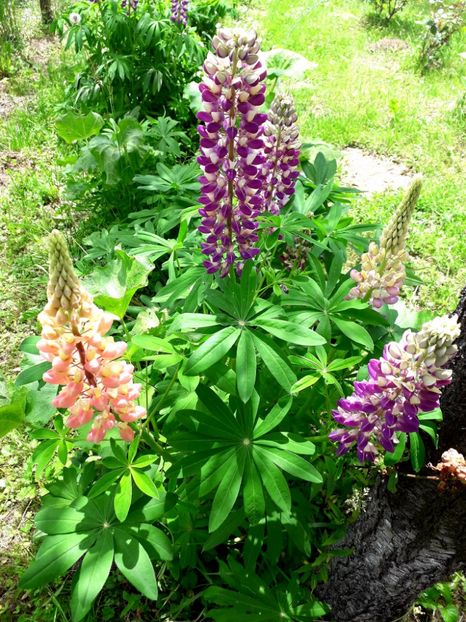  - AAAAA_LUPIN 2015_2017_2018_2019_2020