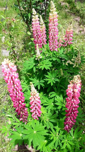  - AAAAA_LUPIN 2015_2017_2018_2019_2020