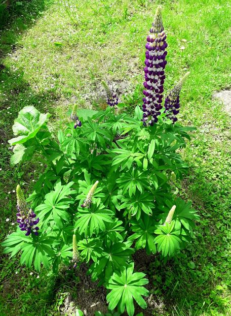  - AAAAA_LUPIN 2015_2017_2018_2019_2020