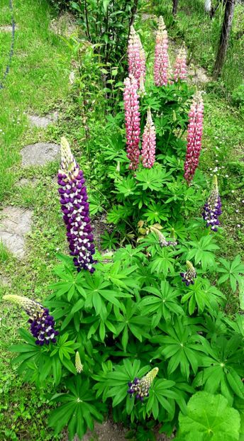  - AAAAA_LUPIN 2015_2017_2018_2019_2020