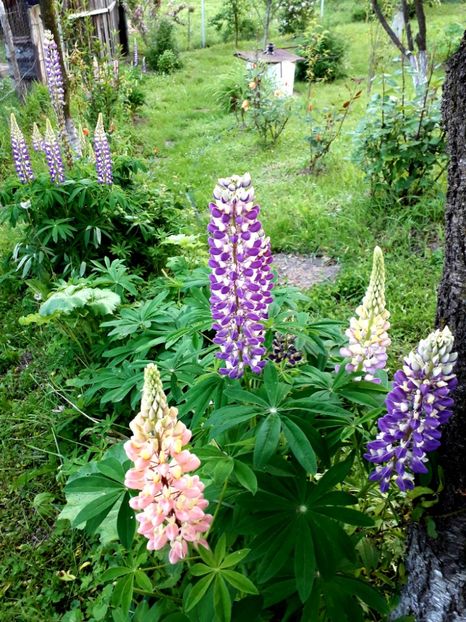  - AAAAA_LUPIN 2015_2017_2018_2019_2020