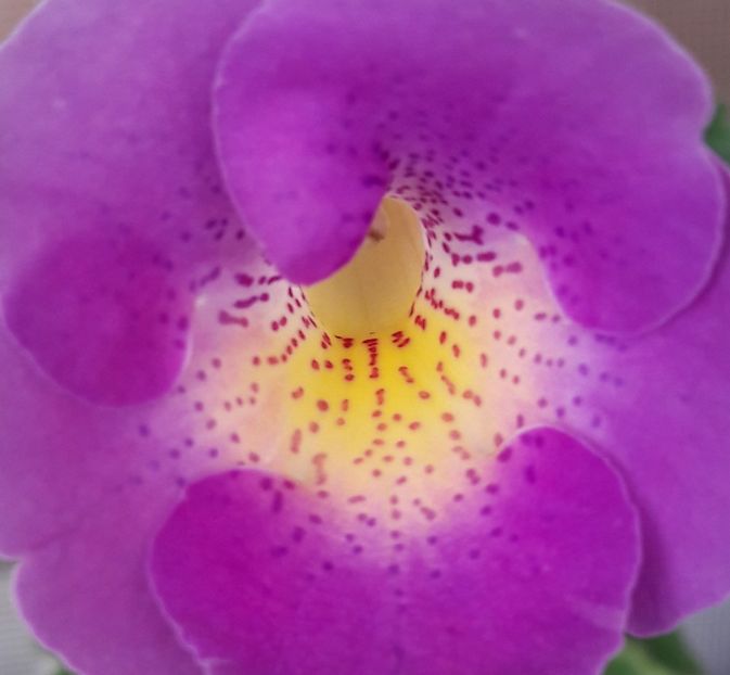 BriDs Moonlight - 04 Achimenes - centrul florilor