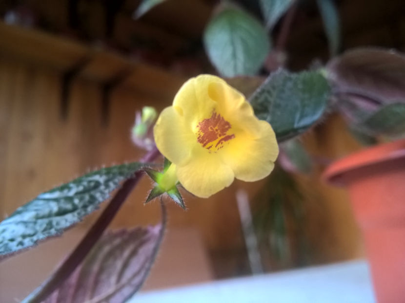 Yellow Beauty - Achimenes si Achimenantha 2019