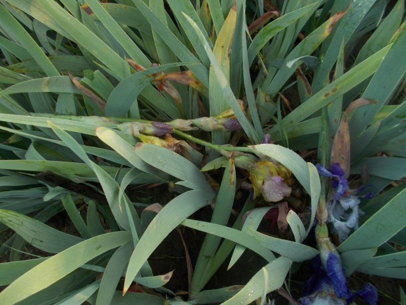 A  INCHEIAT  SEZONUL - Irisi -2019 Barbata Elatior si intermedia
