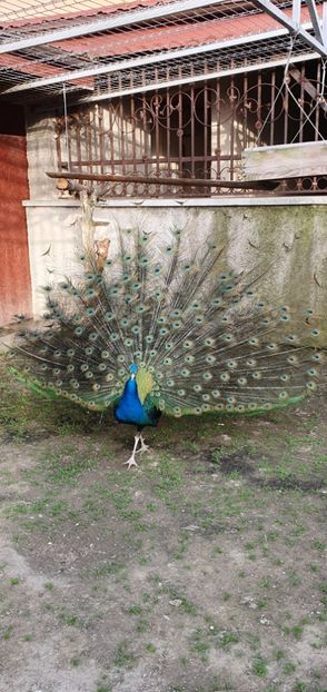  - A-2-Pauni umar negru