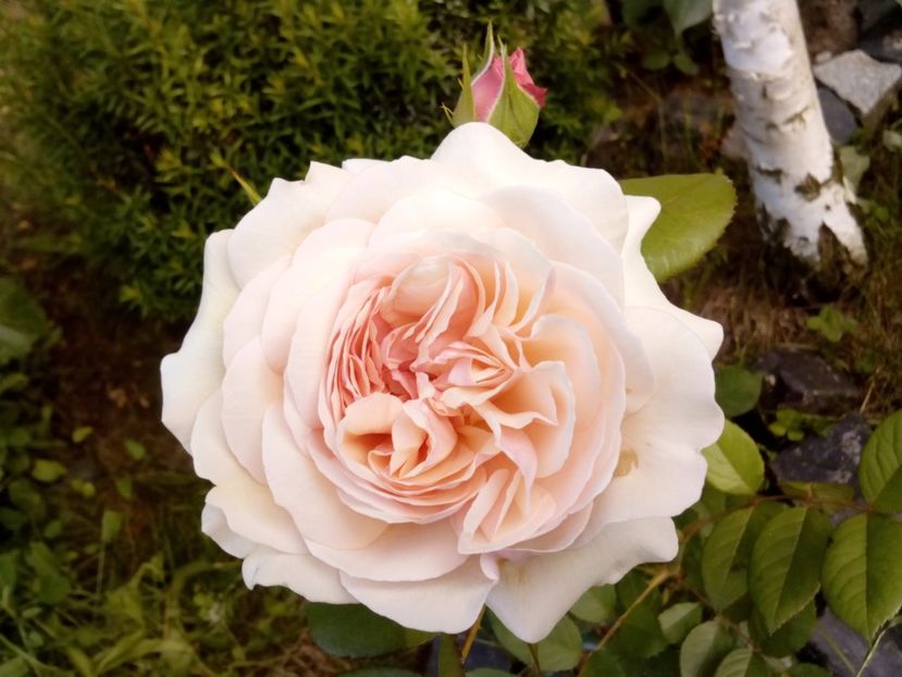  - A shropshire lad