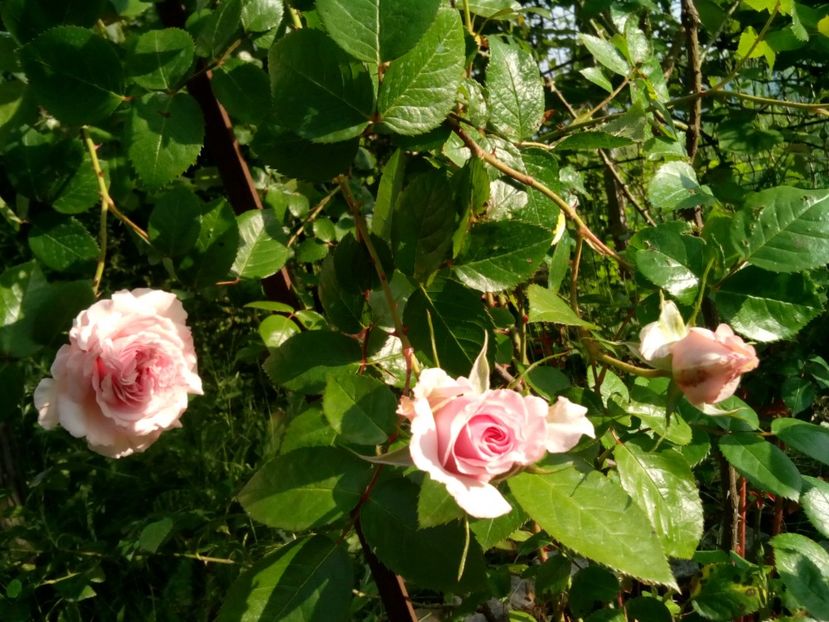  - Alexandra Princesse de Luxembourg urcător