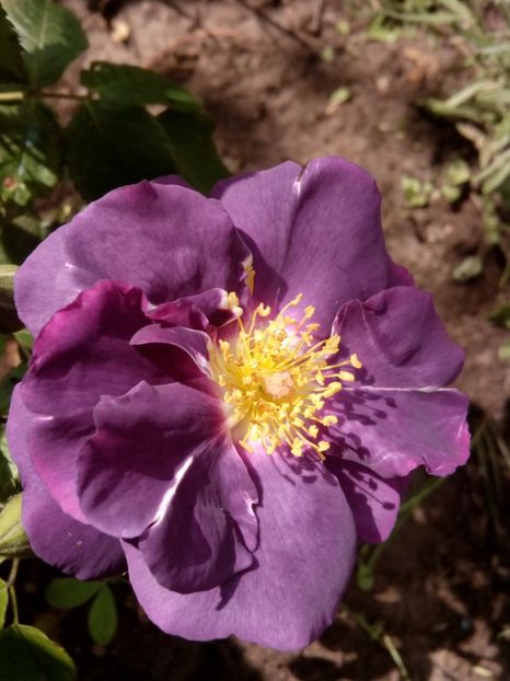  - Rhapsody in blue
