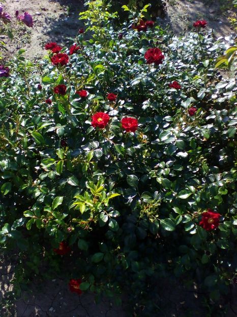  - curtea cu toate cele 2019