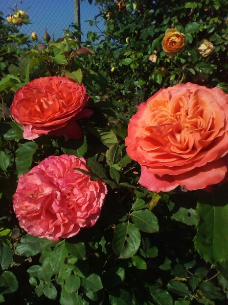  - curtea cu toate cele 2019