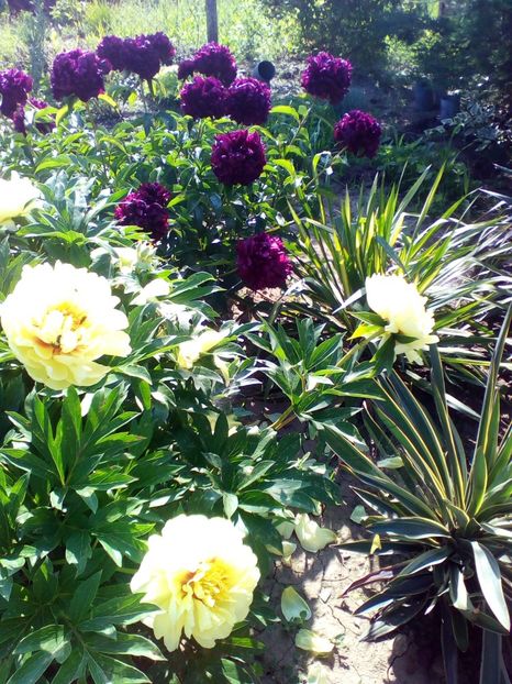  - curtea cu toate cele 2019