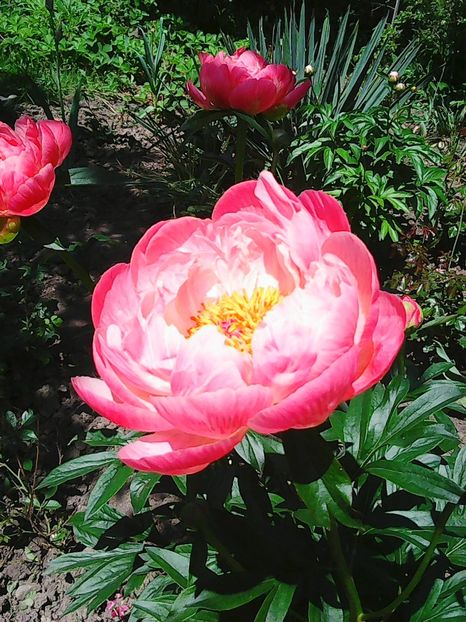 Photo0390 - Copy (2) - Copy - bujori