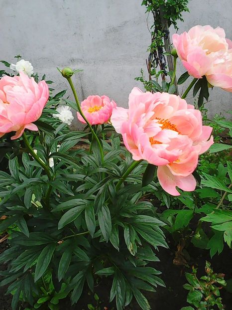 Photo0409 - Copy - Copy - bujori