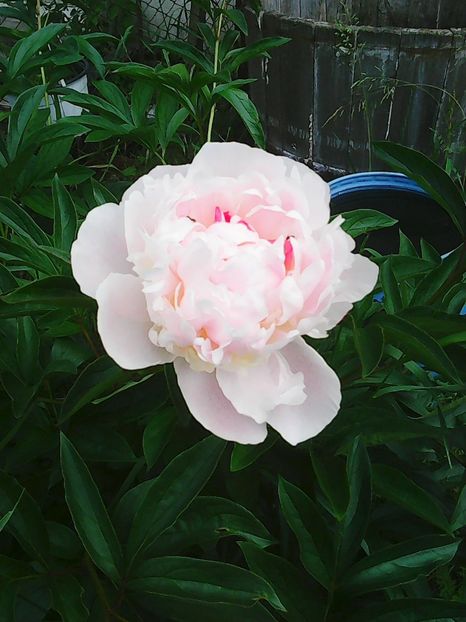 Photo0425 - Copy - Copy - bujori