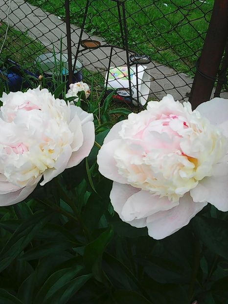 Photo0426 - Copy (2) - bujori