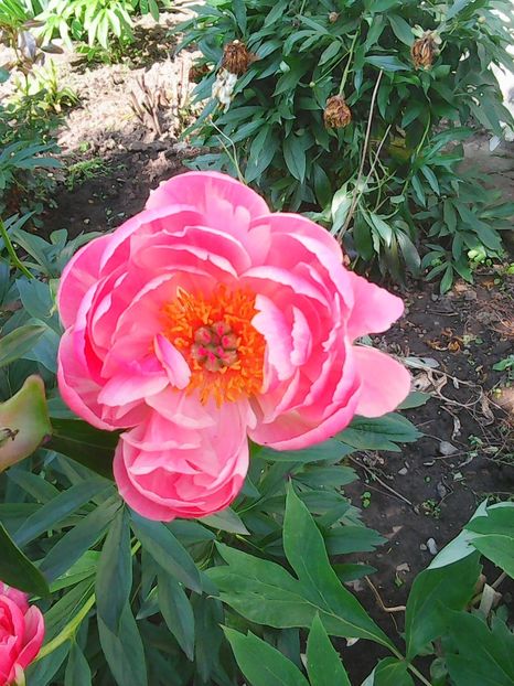 Photo0430 - Copy - bujori