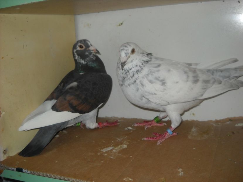  - UNDEVA IN SUCEAVA arhiva