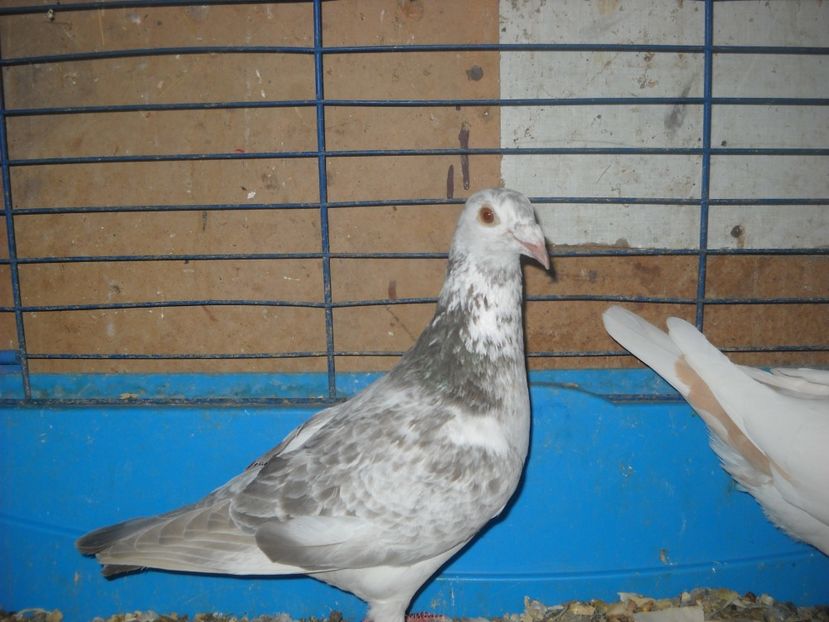  - UNDEVA IN SUCEAVA arhiva