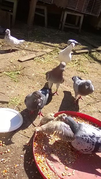 Voiajorul hraneste un pui de turturica 29.05.2019 - Porumbei mei Voiajori si Zburatori de Severin