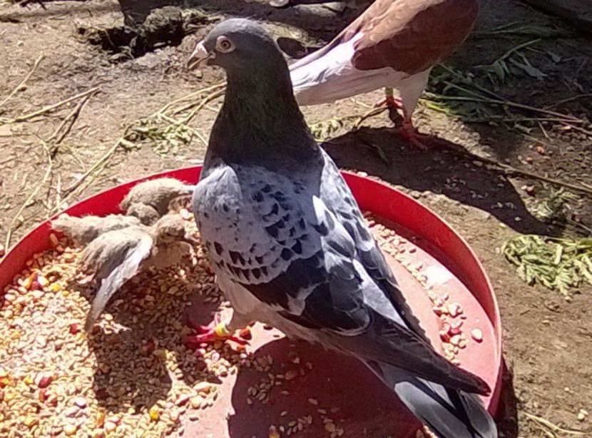 29.05.2019. - Porumbei mei Voiajori si Zburatori de Severin