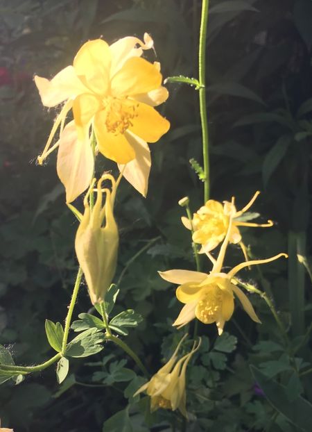 4BAE963E-4947-4CF4-8529-9DC9B1CC0B60 - Caldaruse 2019