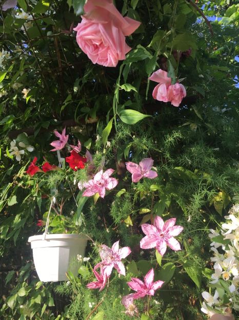 5B35CF4B-5C5E-4489-88E6-A0648E7D5644 - Clematite 2019