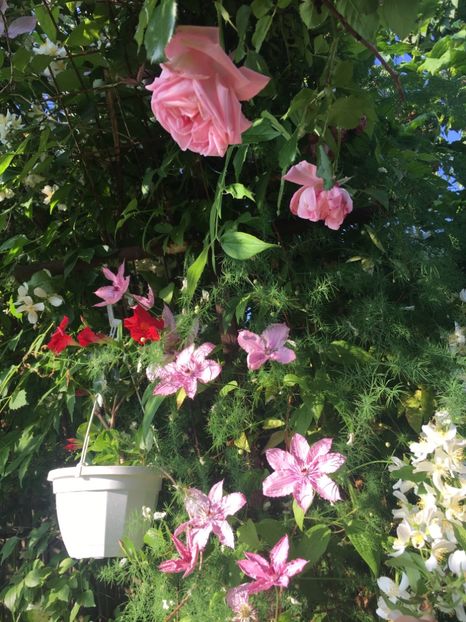 46635C82-2EE8-440C-AFF1-C4B8D73D8367 - Clematite 2019