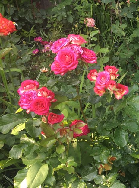 A5CC527B-D48E-4BB2-A323-E4A7A6EFDE1D - Mai 2019