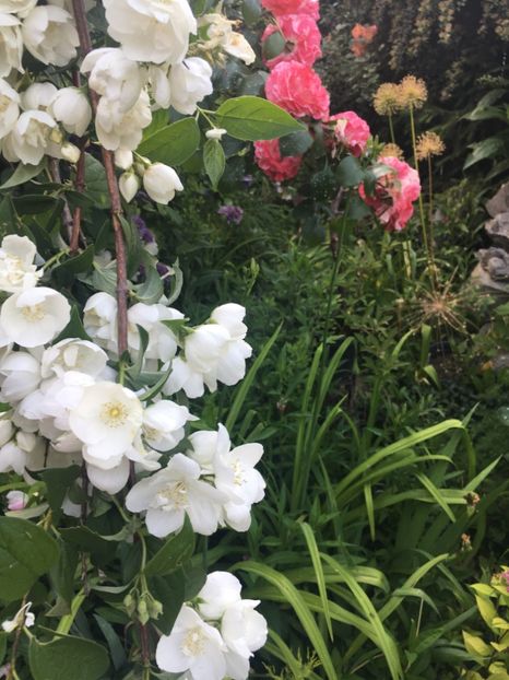 E09C8C92-AF04-4FF5-B86E-80F59E5B3E17 - Mai 2019