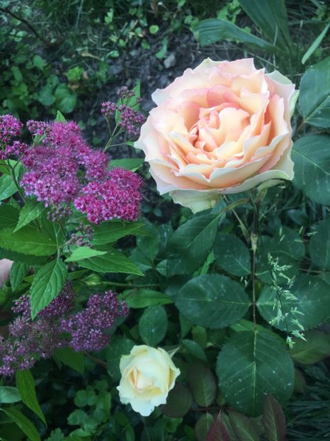 E4DB99B7-A127-489A-8FED-C553D6622402 - Trandafiri 2019 II