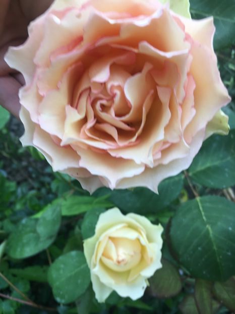 EBFBB9B0-810A-4EDA-9AD8-243484EA48E3 - Trandafiri 2019 II