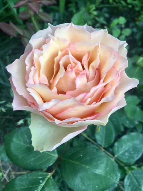 6971EFD0-4CDE-498D-A53A-811FE479BC61 - Trandafiri 2019 II