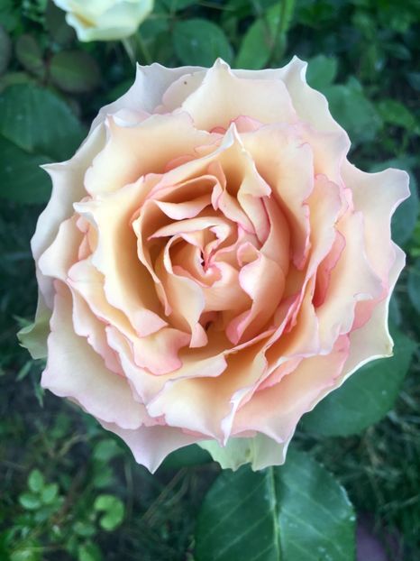 Jalitah - Trandafiri 2019 II