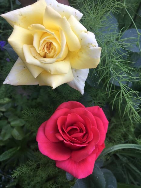 A2101F78-1839-4E32-A4B8-965665D57FF1 - Trandafiri 2019 II