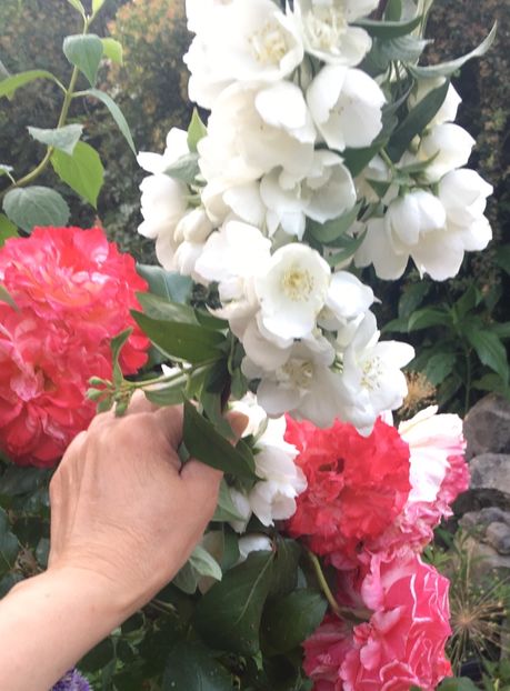 E9A104D5-99F4-4B48-AACD-C33CB9F981BE - Trandafiri 2019 II