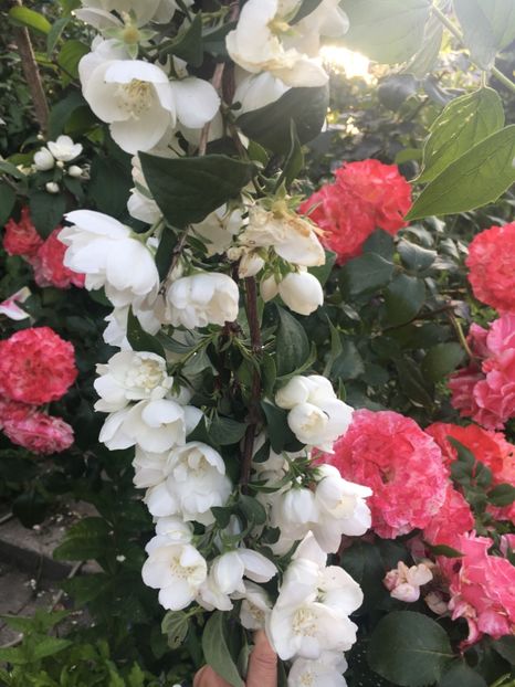 569E66A2-F65C-4DBC-8FA5-2D1B46B76303 - Trandafiri 2019 II