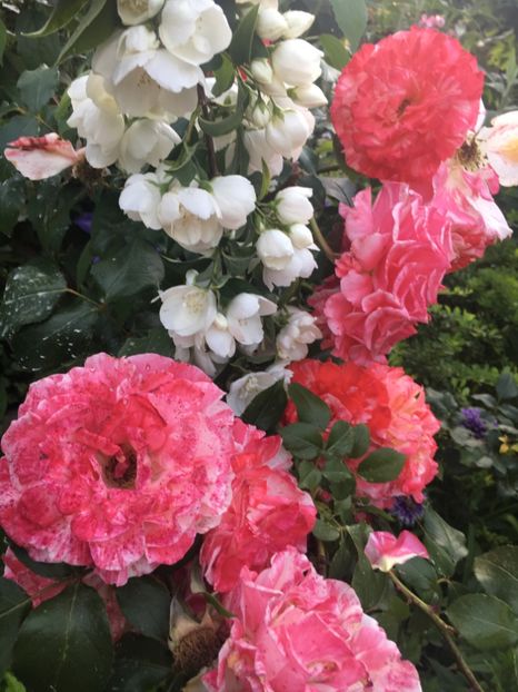 D2C894B1-16A6-422C-B33B-C363C89531E8 - Trandafiri 2019 II