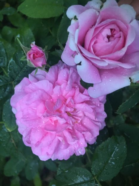 71E8DF78-AA77-434A-8939-E3B05B0FD7D2 - Trandafiri 2019 II