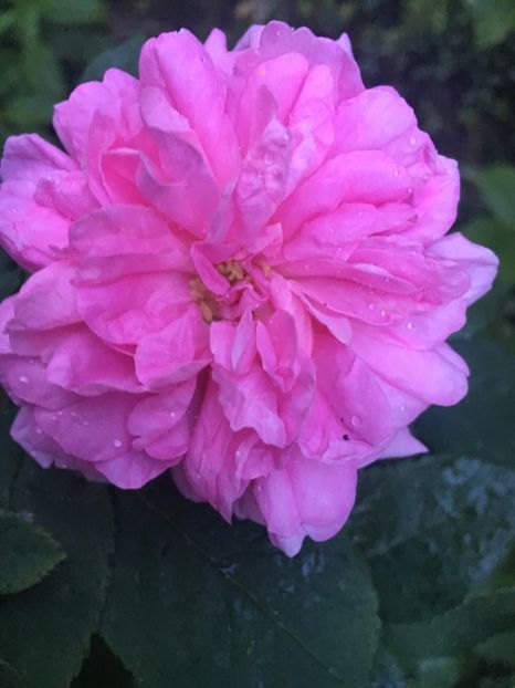 DB4BE063-8885-48EF-A545-7E90416FD5B2 - Trandafiri 2019 II