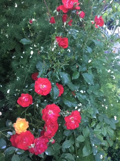 347A6150-CFA7-4FB5-8463-54E3C9F41679 - Trandafiri 2019 II