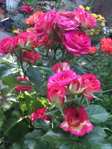 A85FD0A9-45F3-438A-8C1E-216E67B52938 - Trandafiri 2019 II